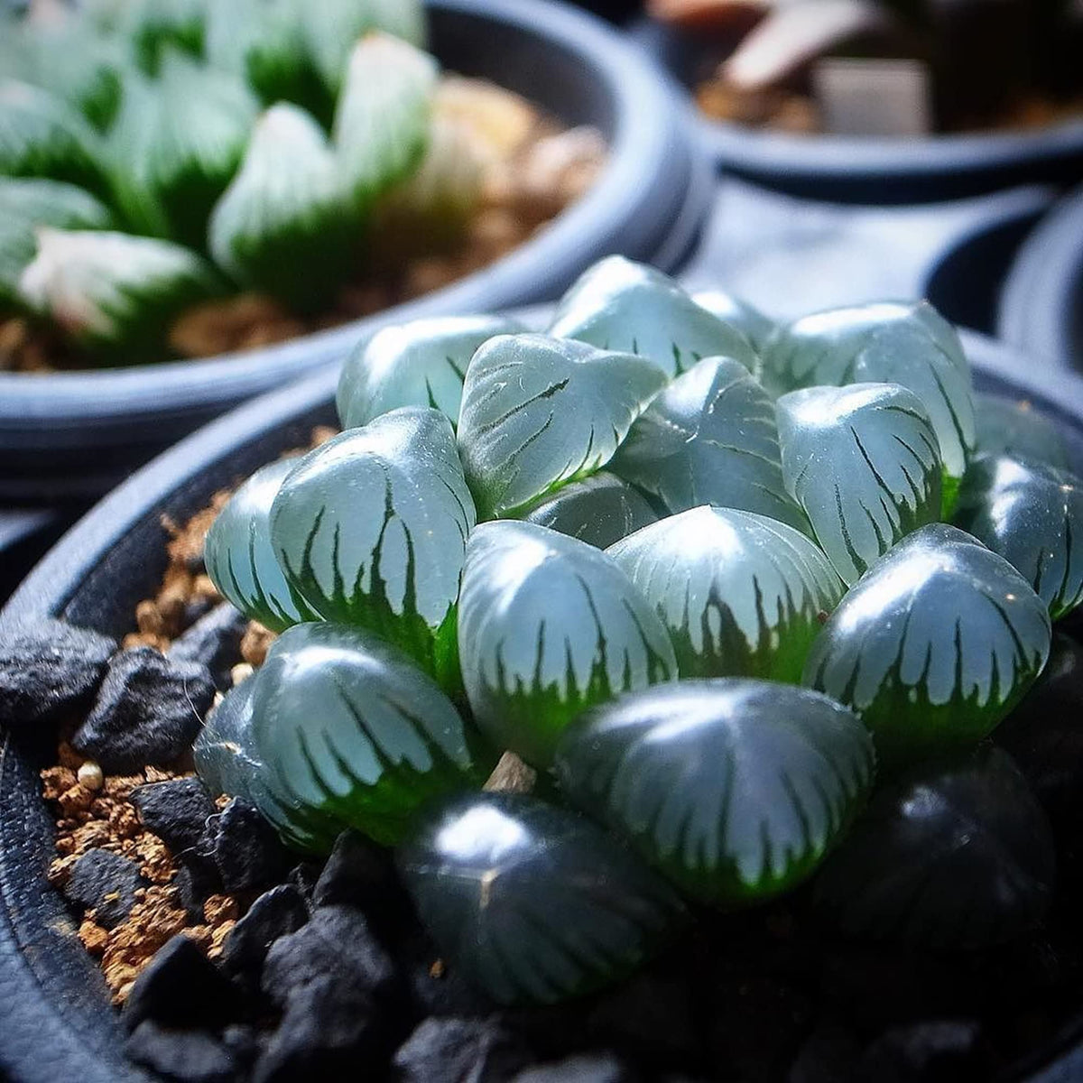 Succulent Haworthia Obtusa plant