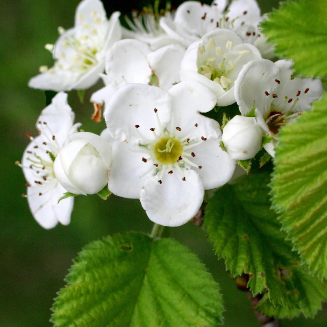 Downy Hawthorn plant