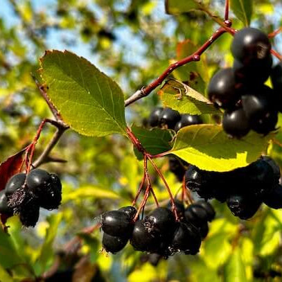 Black Hawthorn plant