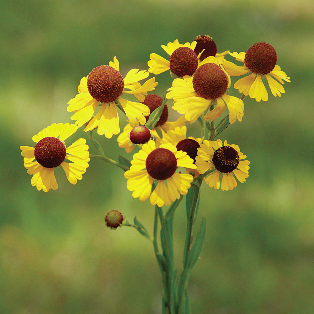Tiny Dancer flower seeds