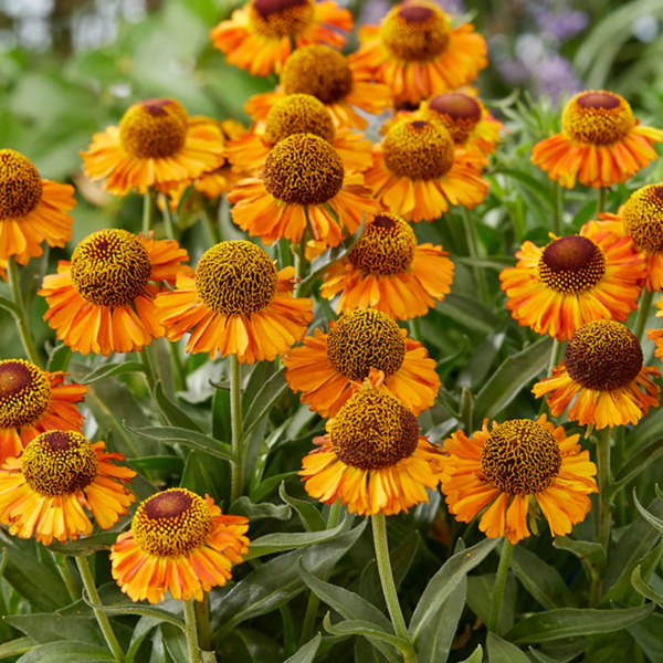 Autumn Leaves Helenium plant
