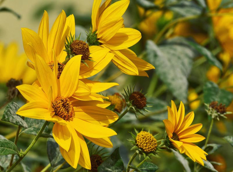 Yellow Maximilian Sunflower Seeds for Planting – Heirloom Non-GMO Garden Seeds