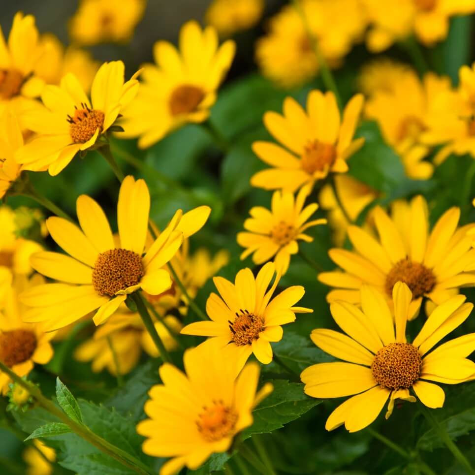 Helianthus Angustifolius plant