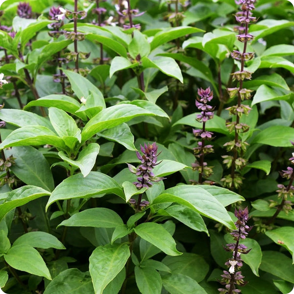Tulsi Krishna Basil Herb Seeds for Planting – Heirloom Non-GMO Garden Seeds