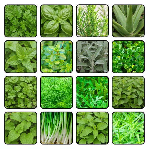 and White Coleus plant