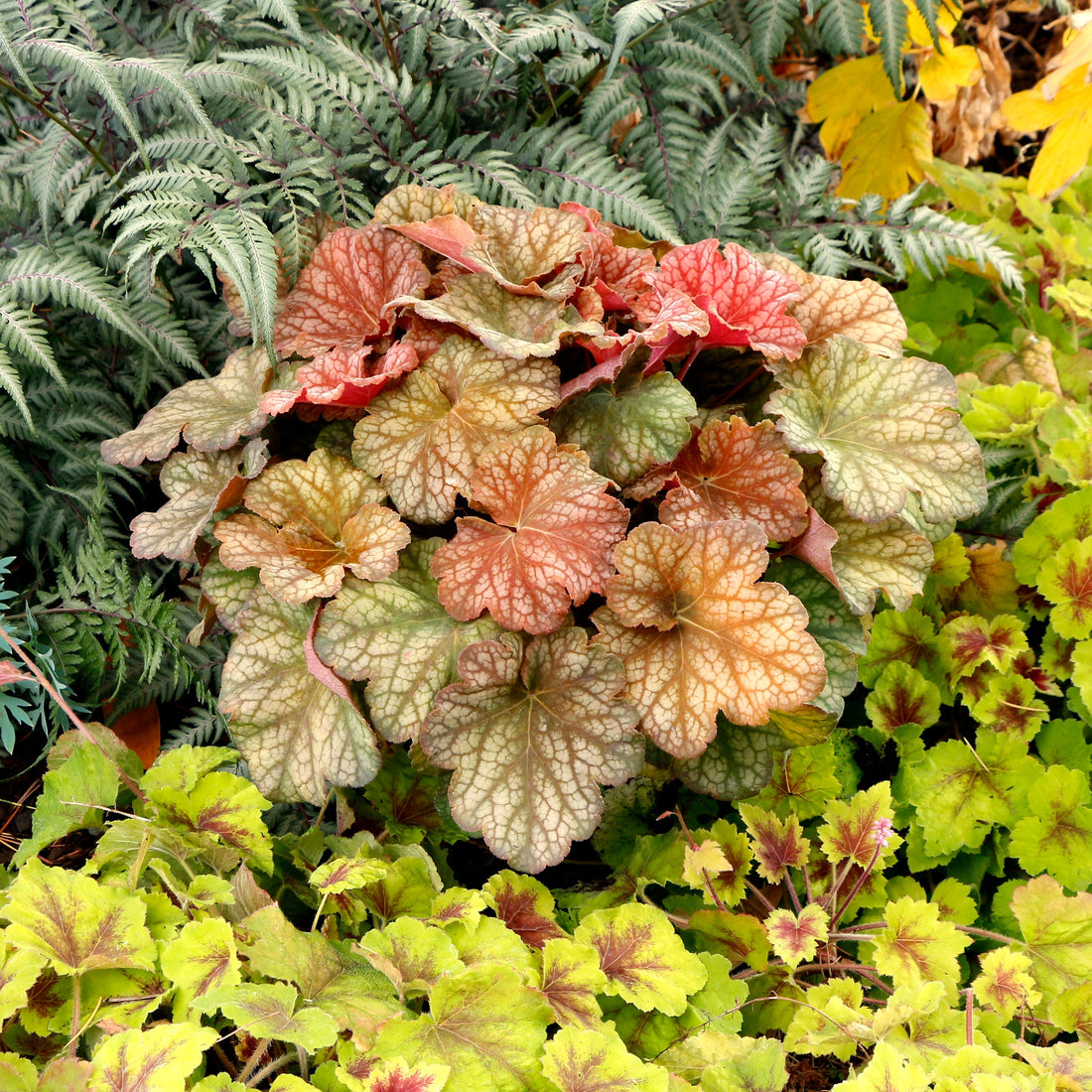 Heuchera Champagne flower seeds
