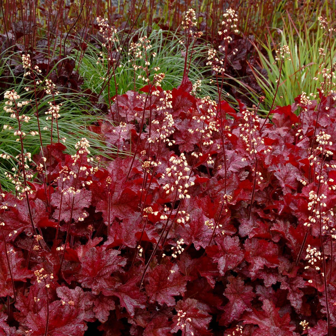 Maroon Heuchera flower seeds