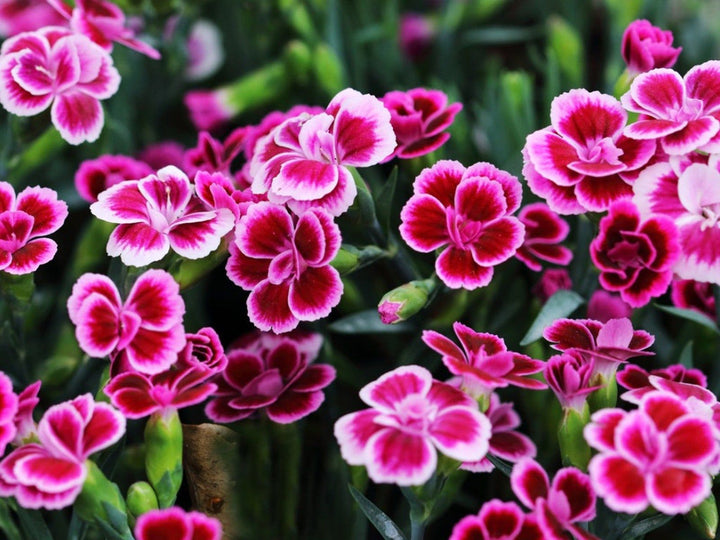 Pink Double flower seeds