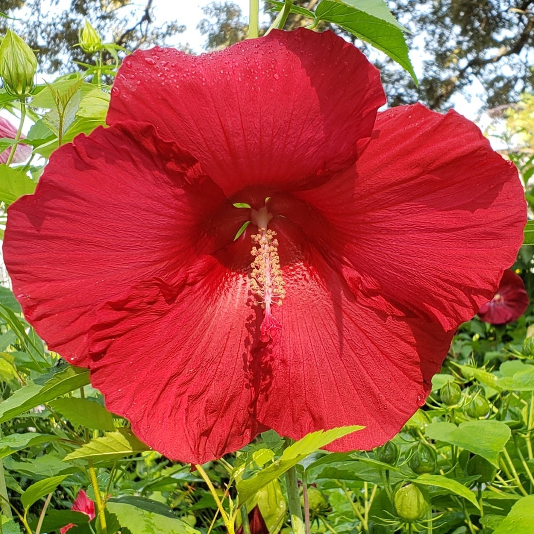 Giant Hibiscus flower seeds