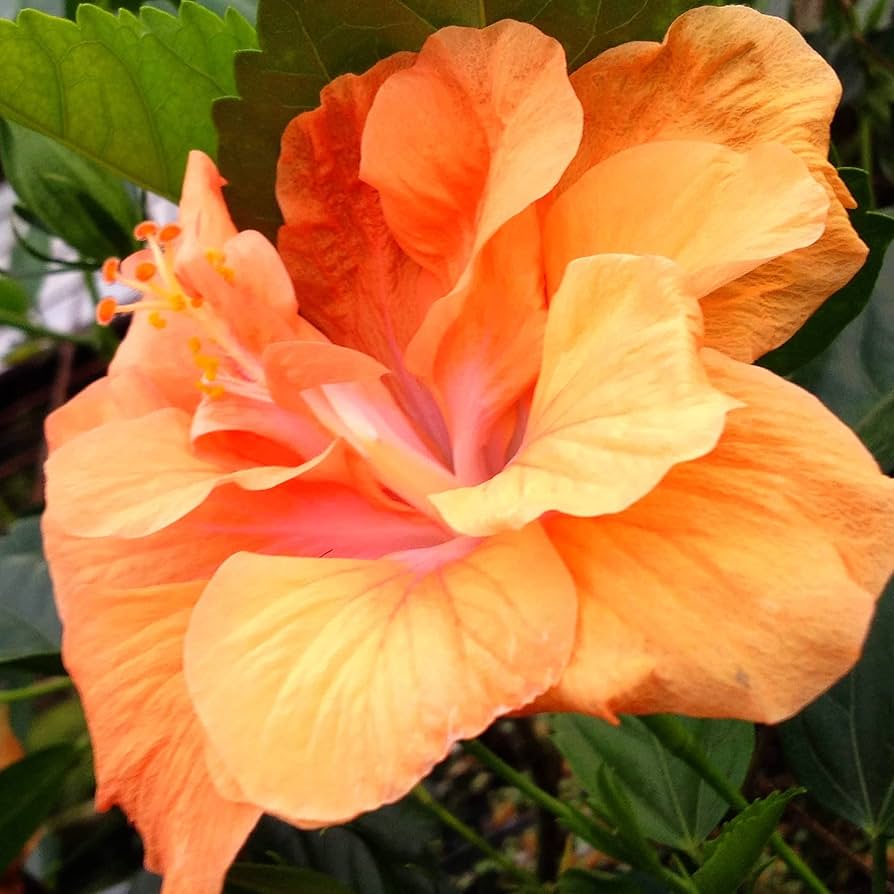 Orange Yellow Hibiscus plant