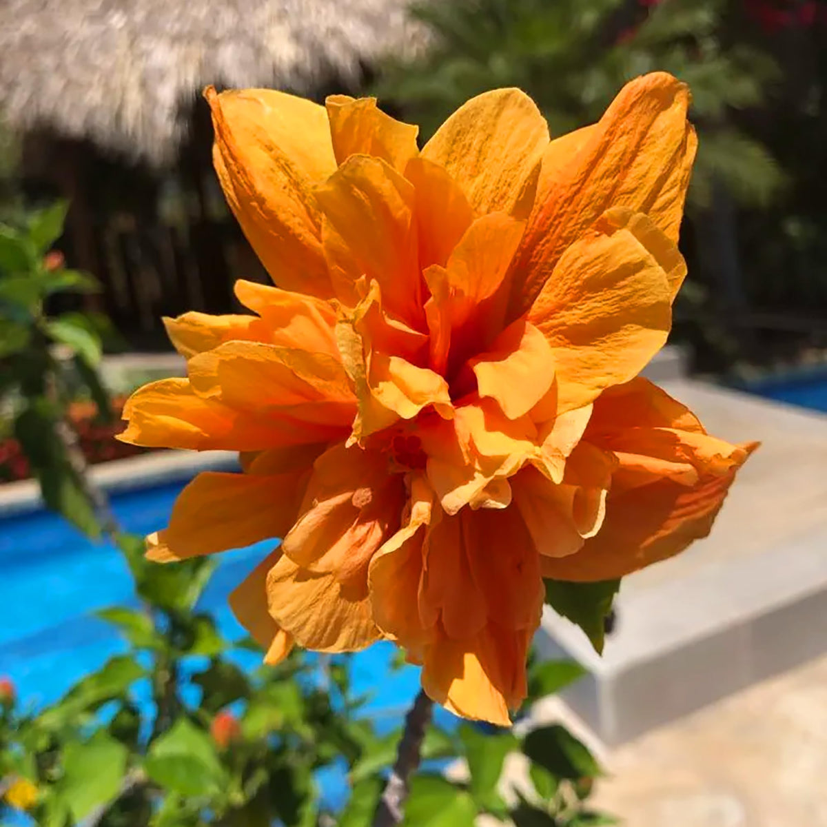 Orange Yellow Hibiscus plant