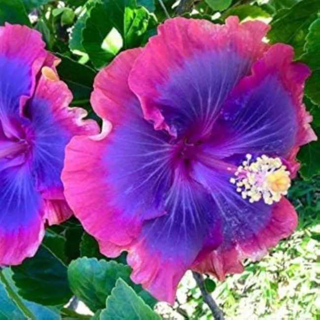Blue-Pink Hibiscus plant