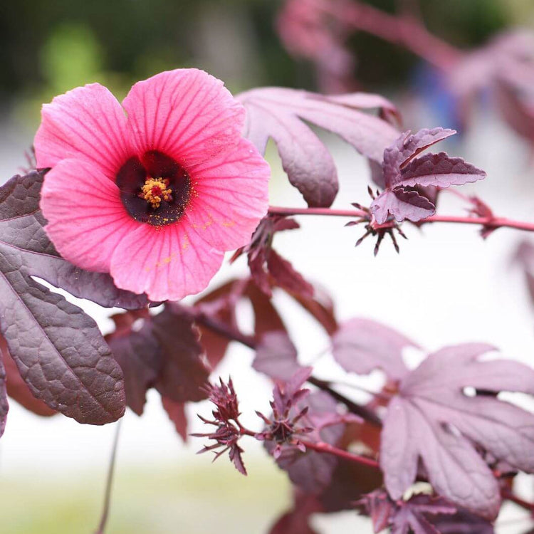 Cranberry Hibiscus plant