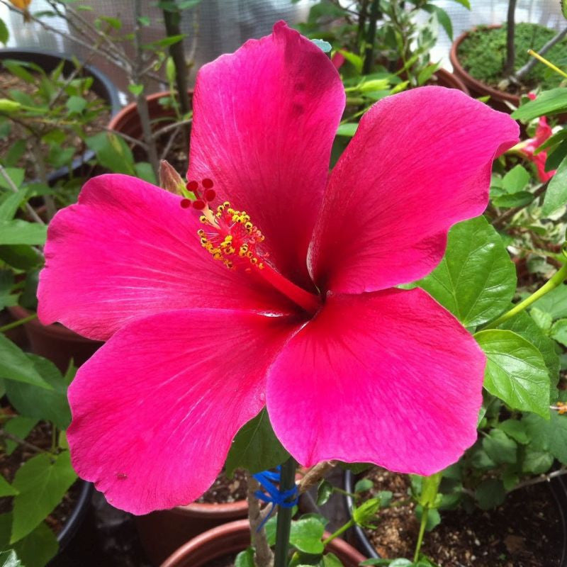 Thick Pink flower seeds