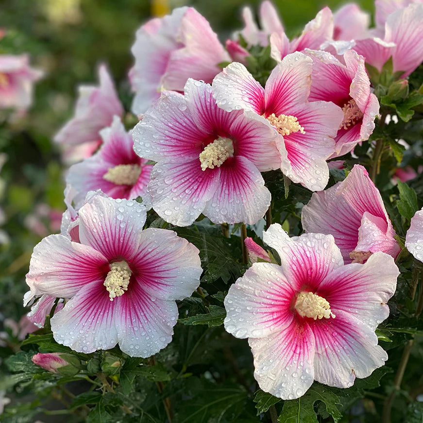 Pink Sharon flower seeds