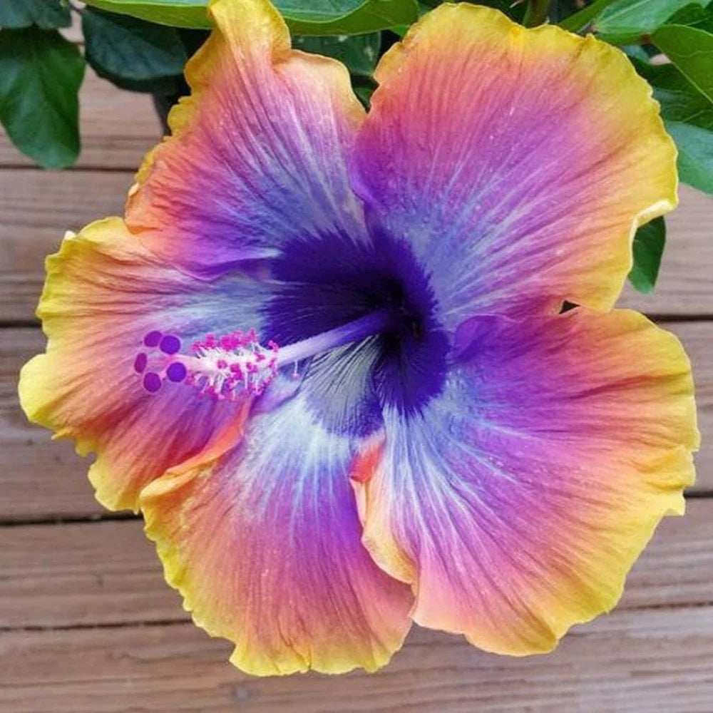Purple Yellow Hibiscus plant