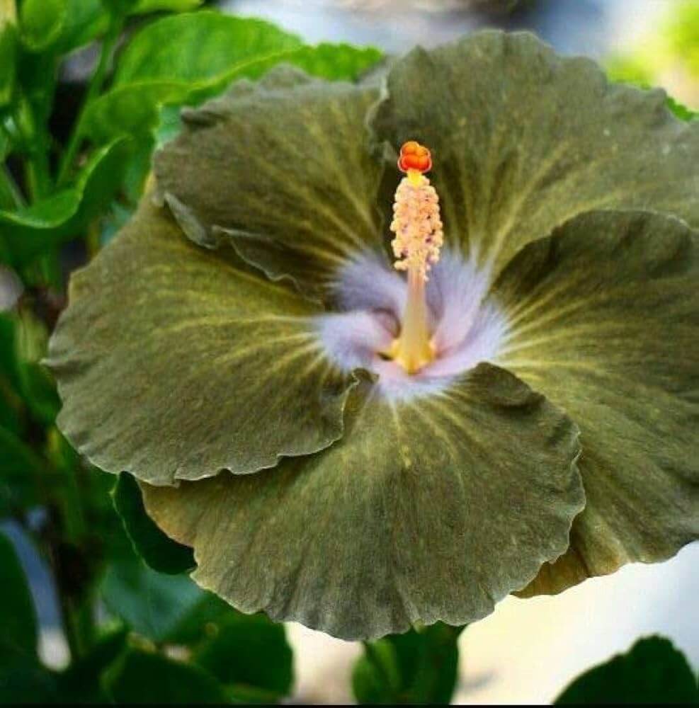 Army Green Hibiscus plant