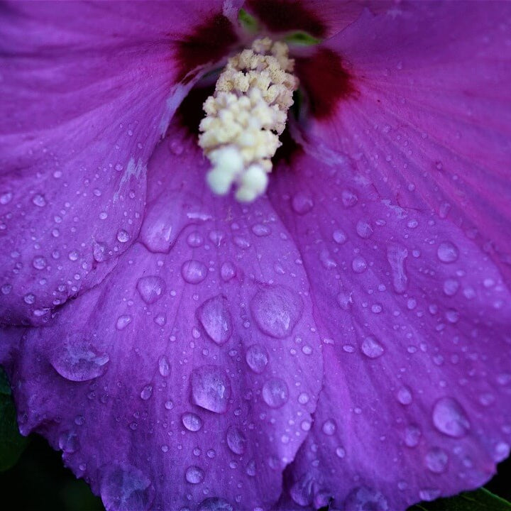 Dark Purple Hibiscus plant