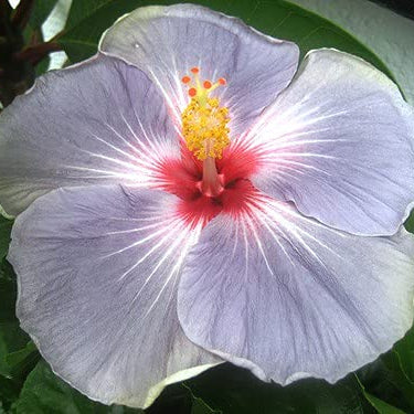 Light Grey Hibiscus plant