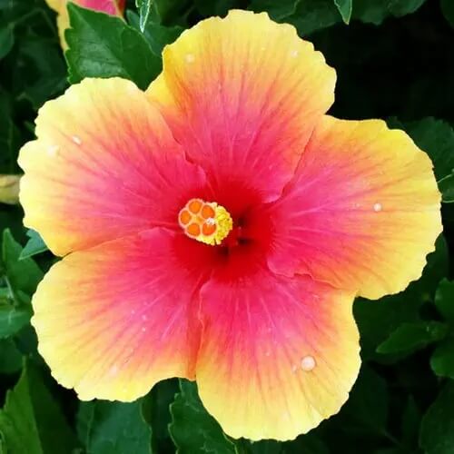 Pink Yellow Hibiscus plant