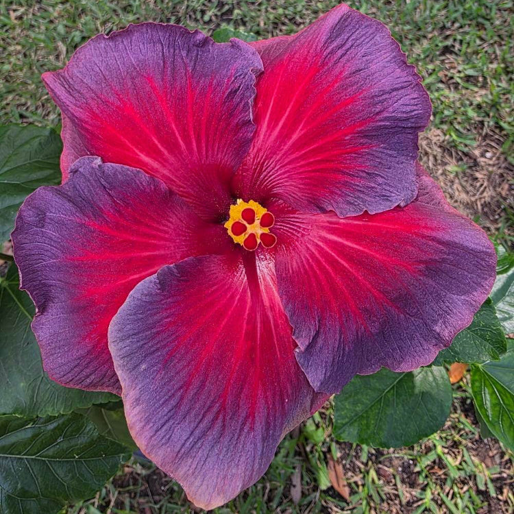 Ash Red Hibiscus plant