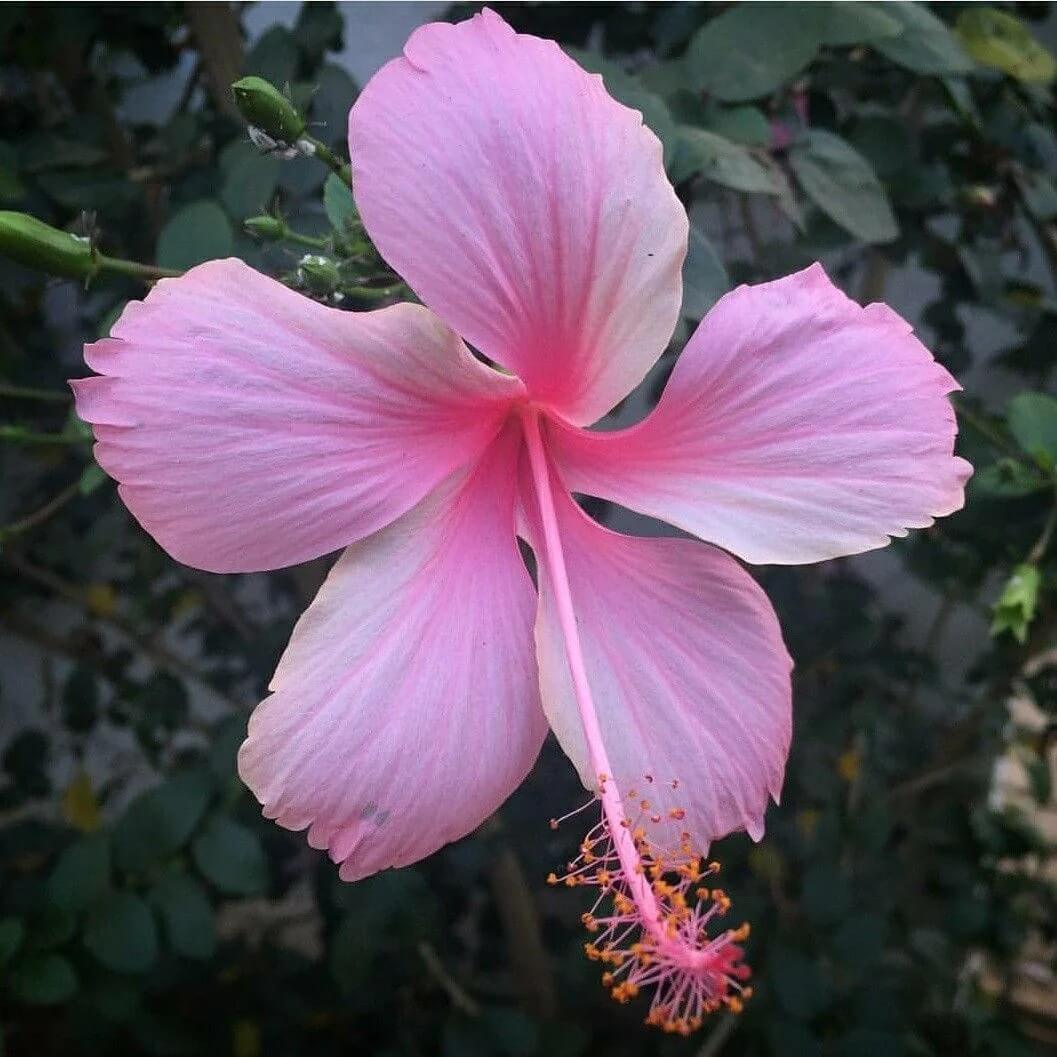 Pale Pink Hibiscus plant