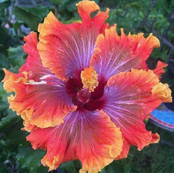Red Purple Hibiscus plant