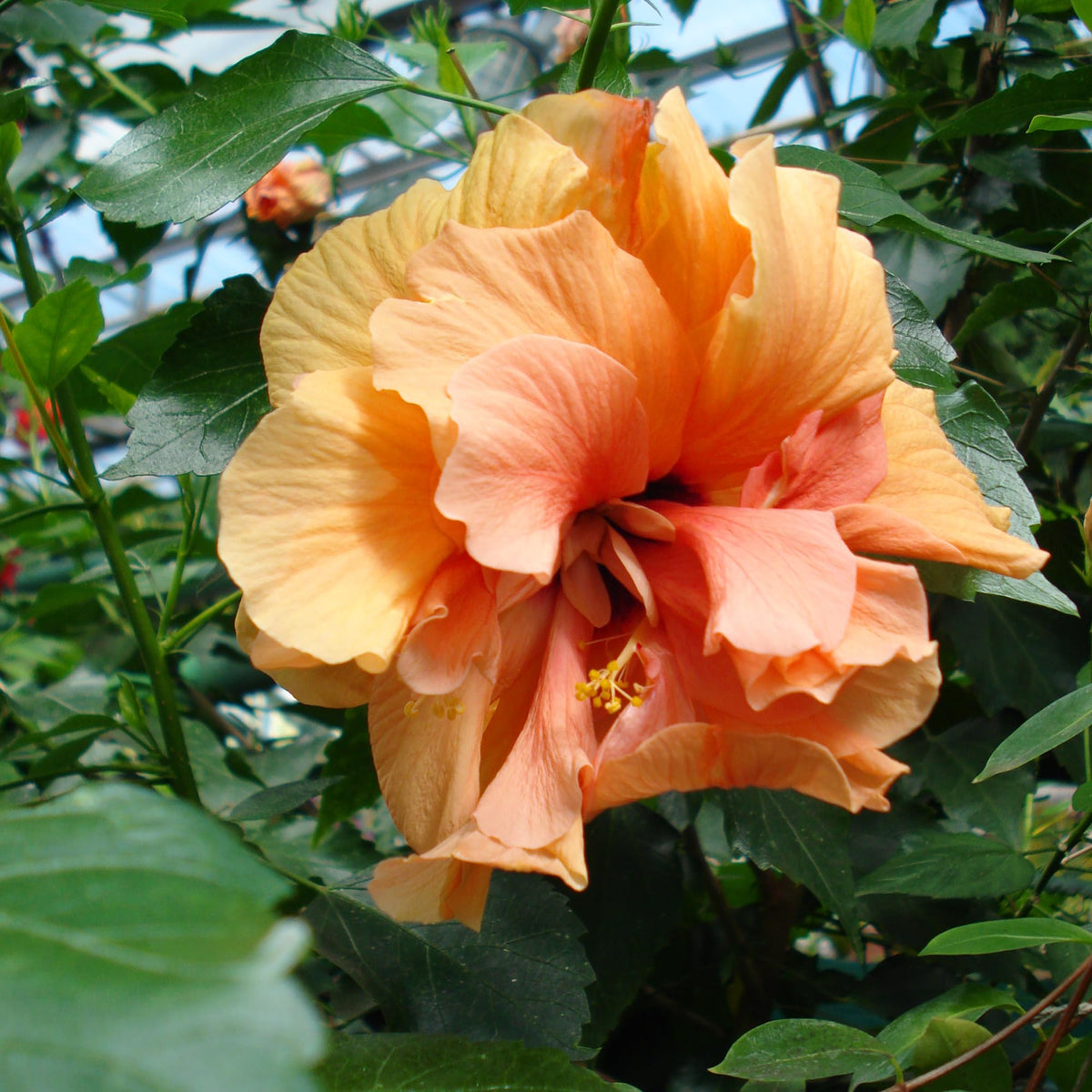 Orange Yellow Hibiscus plant