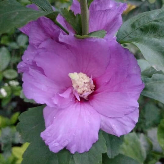 Dark Purple Hibiscus plant