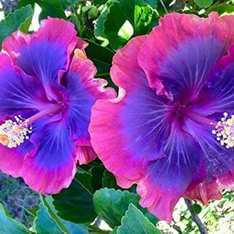 Purple Pink Hibiscus plant
