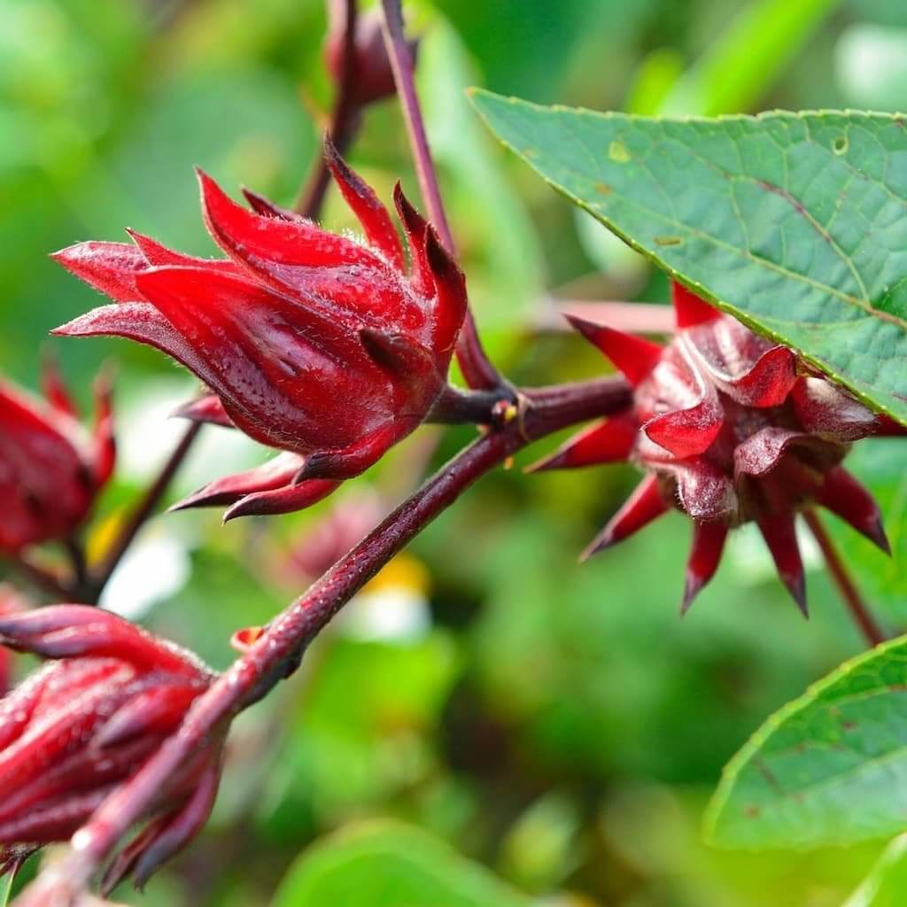 Australian Rosella Hibiscus plant