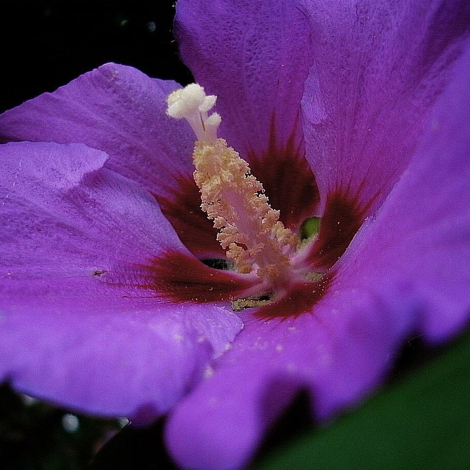 Dark Purple Hibiscus plant