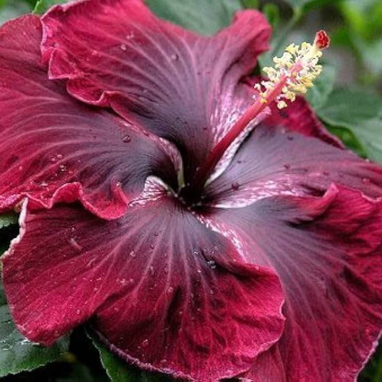 Purple Maroon Hibiscus plant