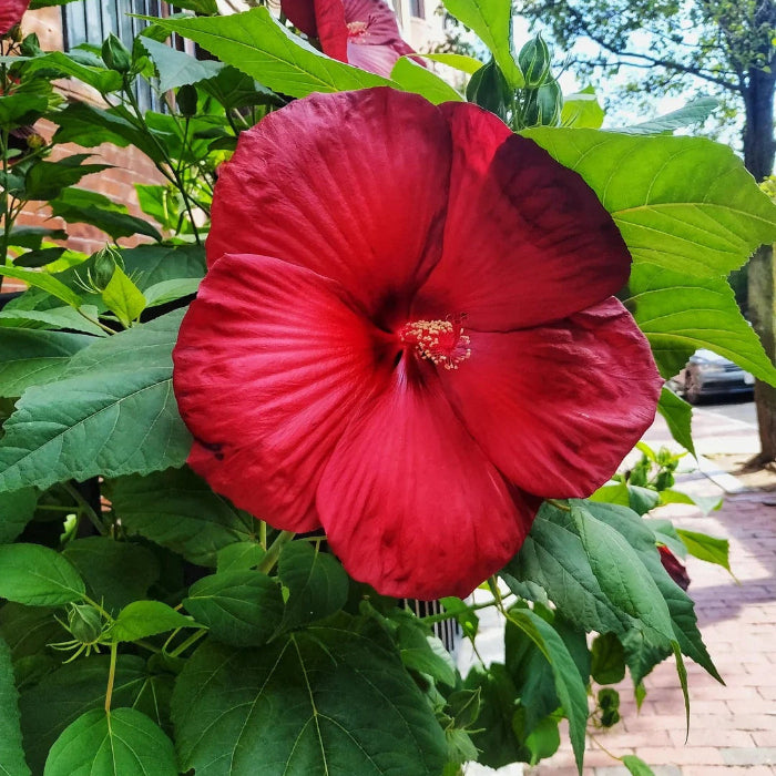 Dinner Plate Hibiscus plant