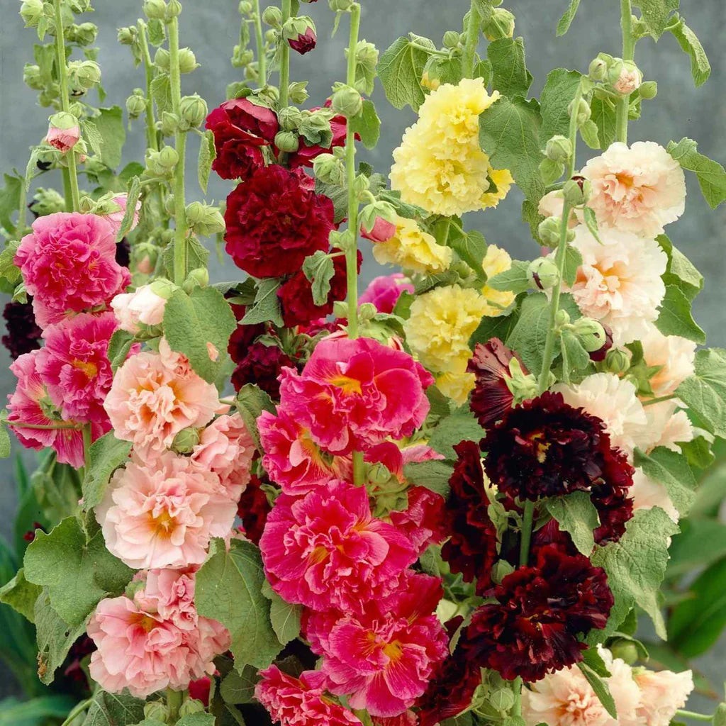 Hollyhock flower seeds