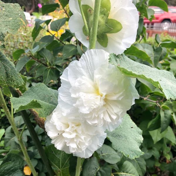 Double White Hollyhock plant