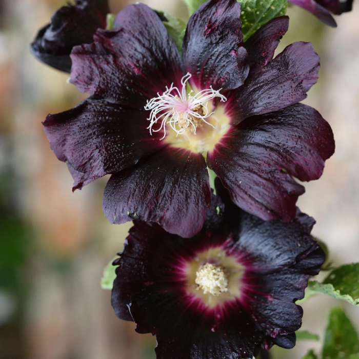 Blacknight Hollyhock plant