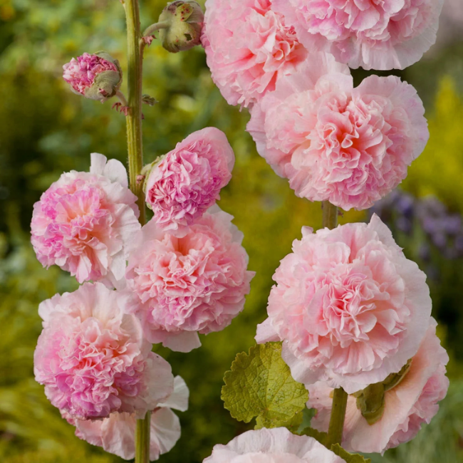 Bouquet Double Hollyhock plant