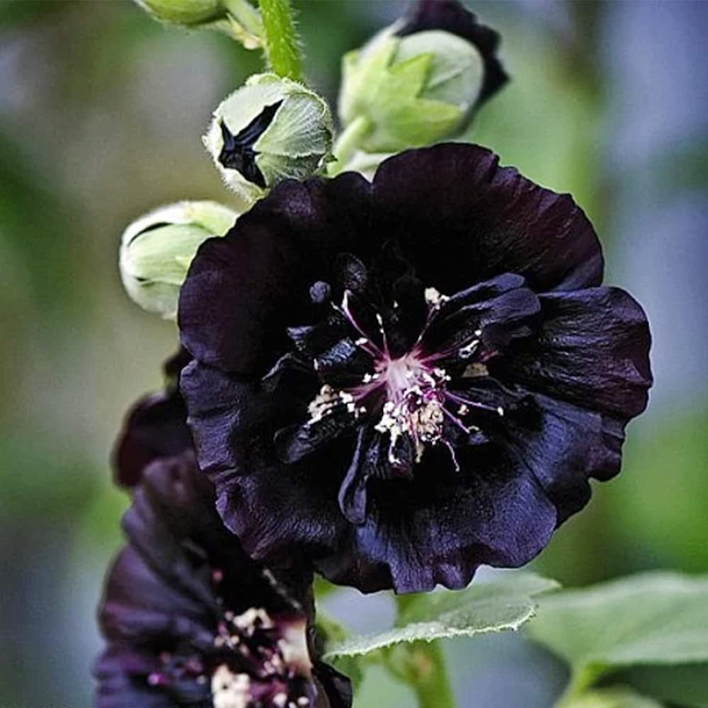Black Prince Hollyhock plant