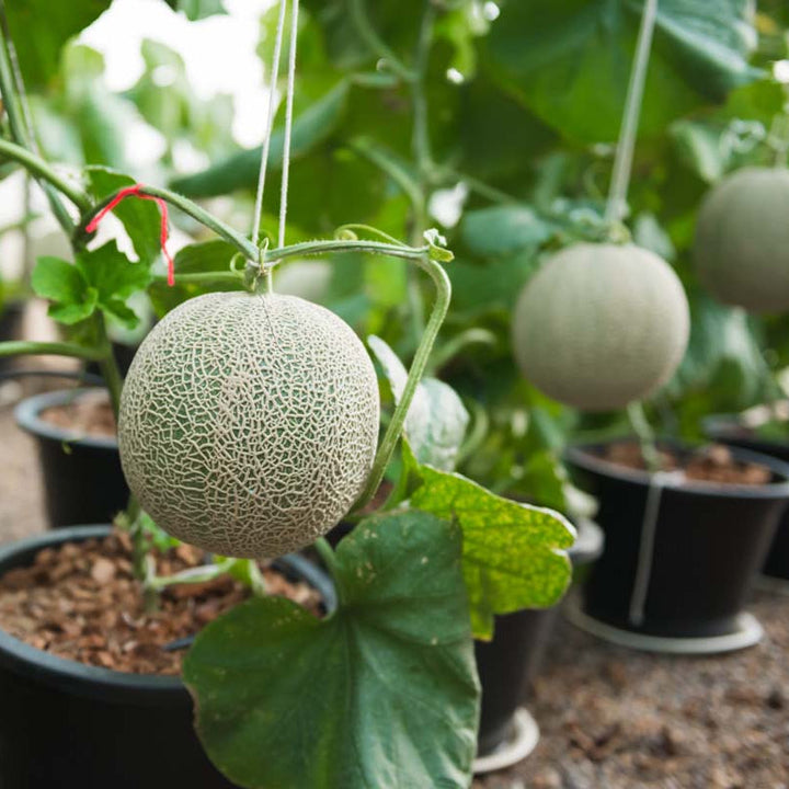 green white cantaloupe seeds