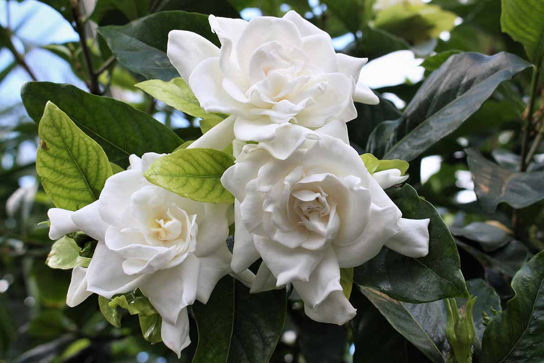 Gardenia Jasminoides flower seeds