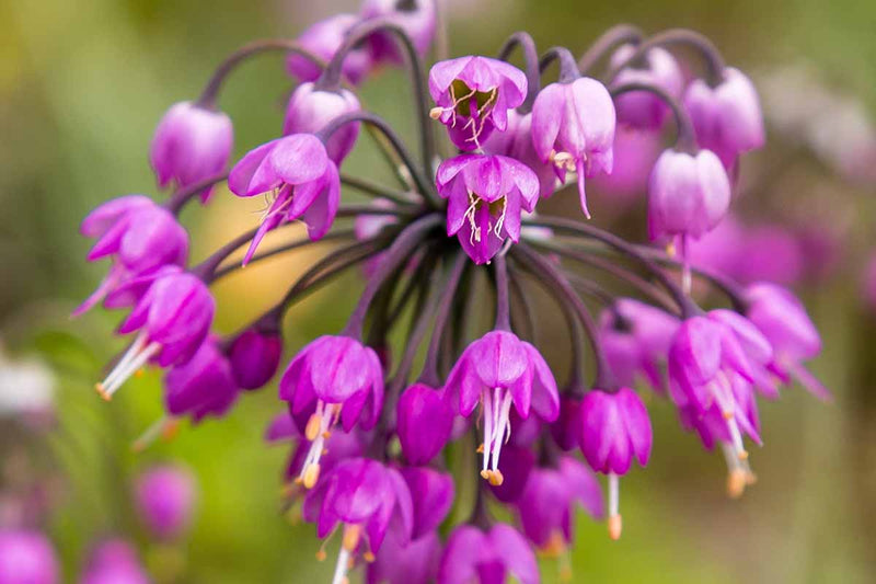 Graines de fleurs d'Allium cernuum violet pour plantation – Graines d'oignon penché ancien