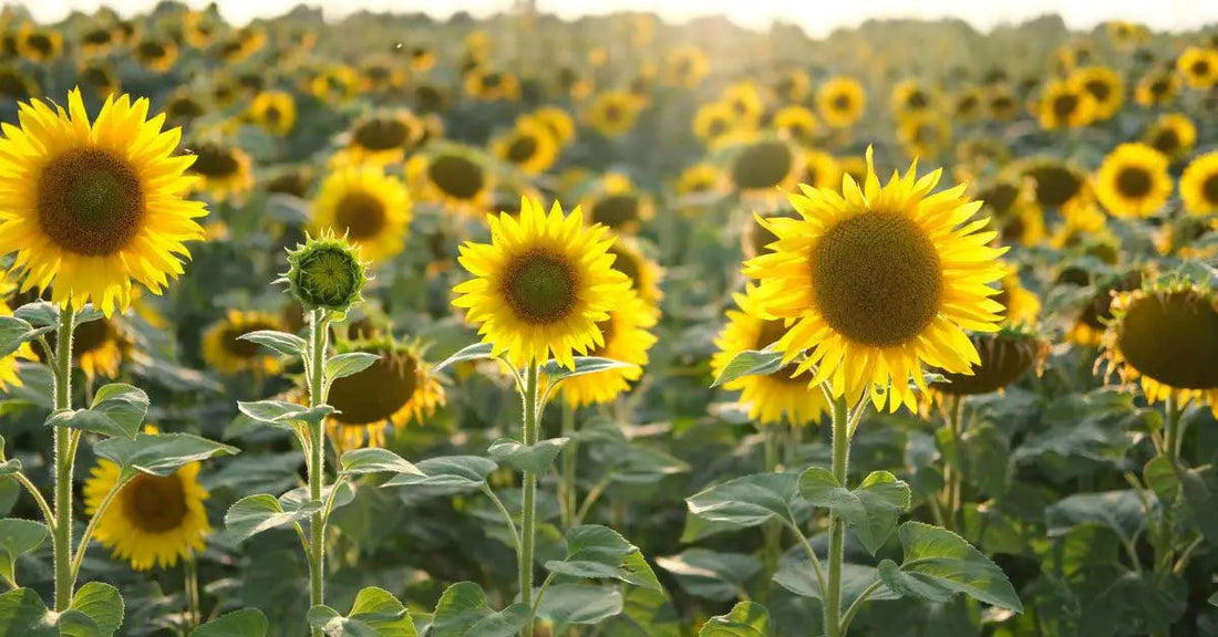 Yellow Sunflower flower seeds