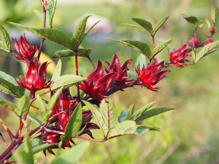 Roselle Herb Seeds for Planting – Hibiscus sabdariffa Garden Seeds