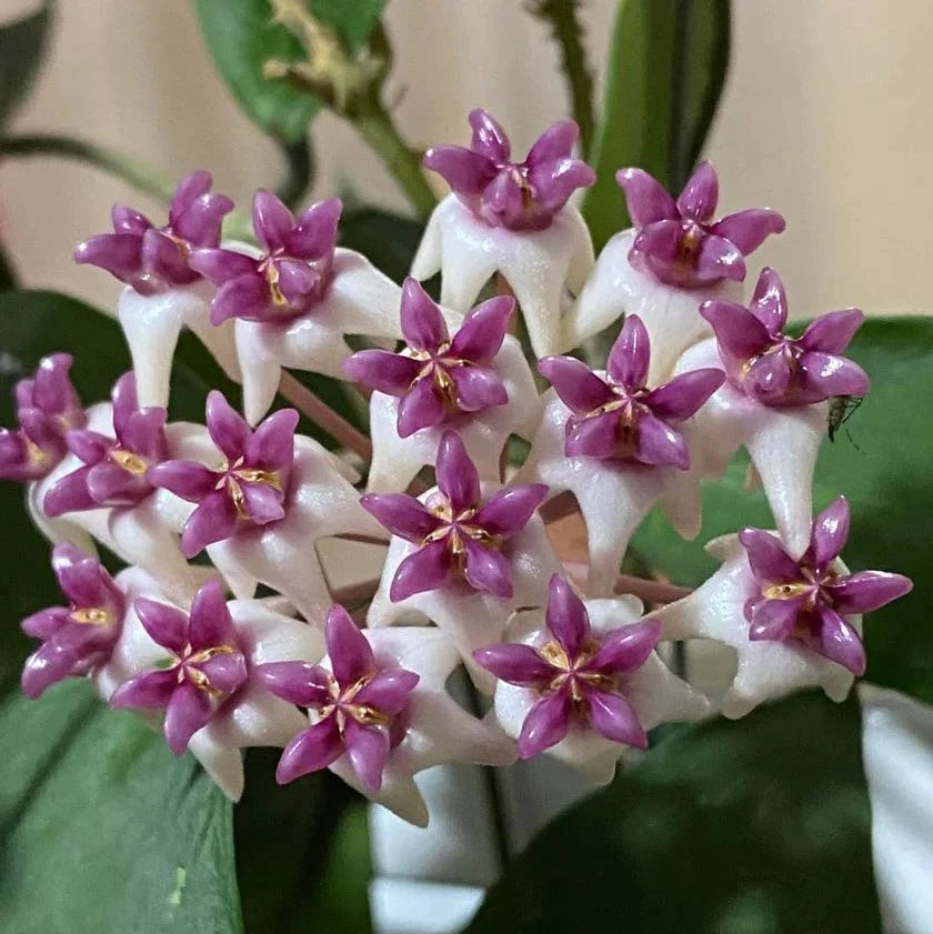 Purple Hoya flower seeds