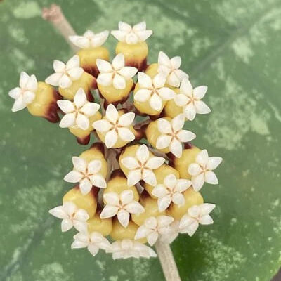 Cream Hoya carnosa plant