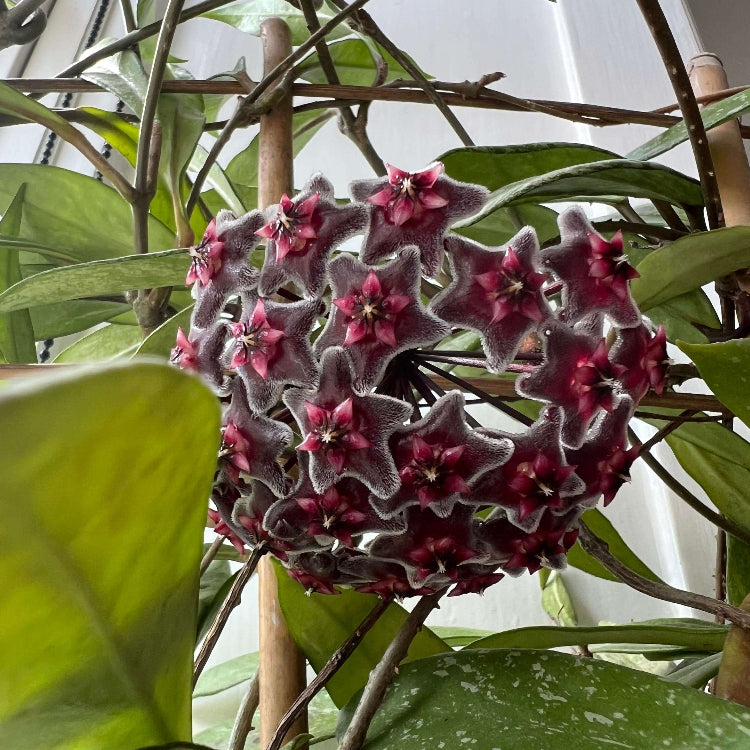 Black Red Hoya plant
