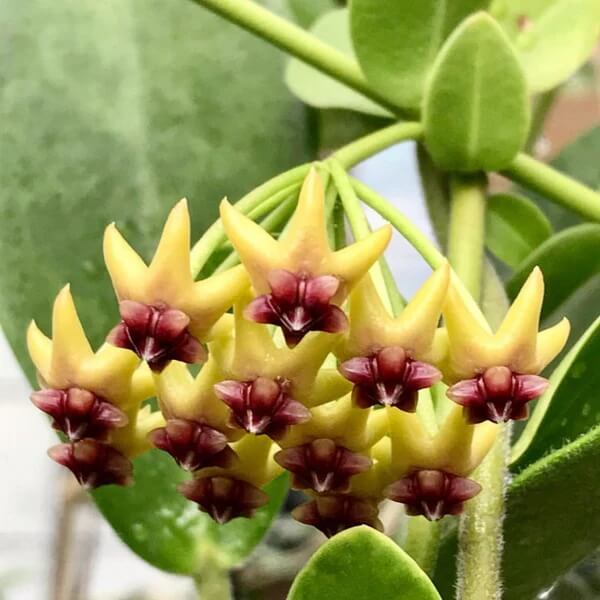 Blooming Hoya plant