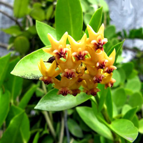 Blooming Hoya plant