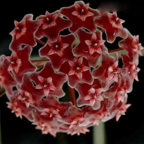 Burgundy Hoya carnosa plant
